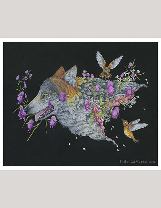 Wolfsbane- Illustration Print Fine Art Prints Native Fauna Art 