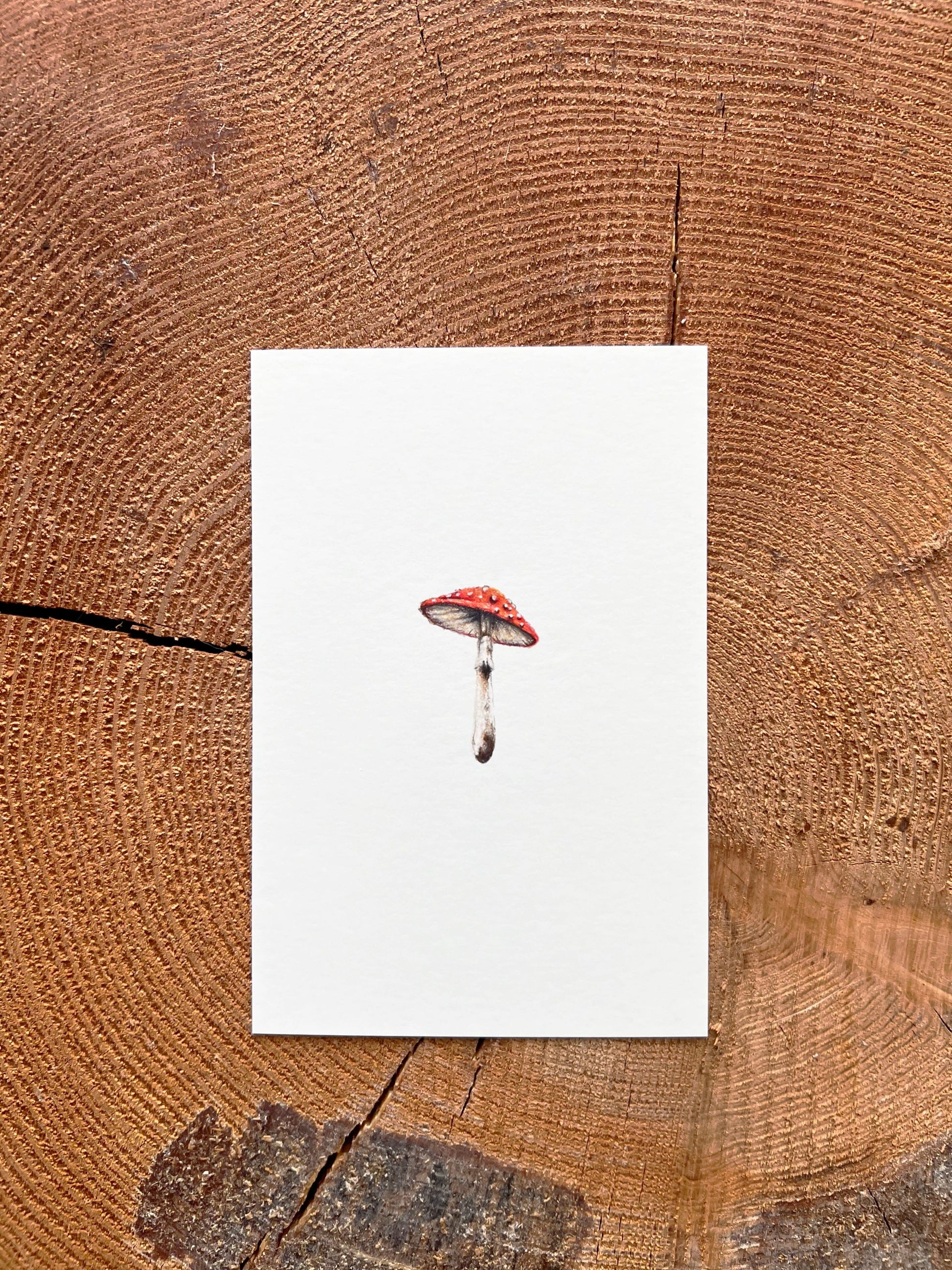 Mini amanita muscaria mushroom - Illustration Print Fine Art Prints Native Fauna Art 