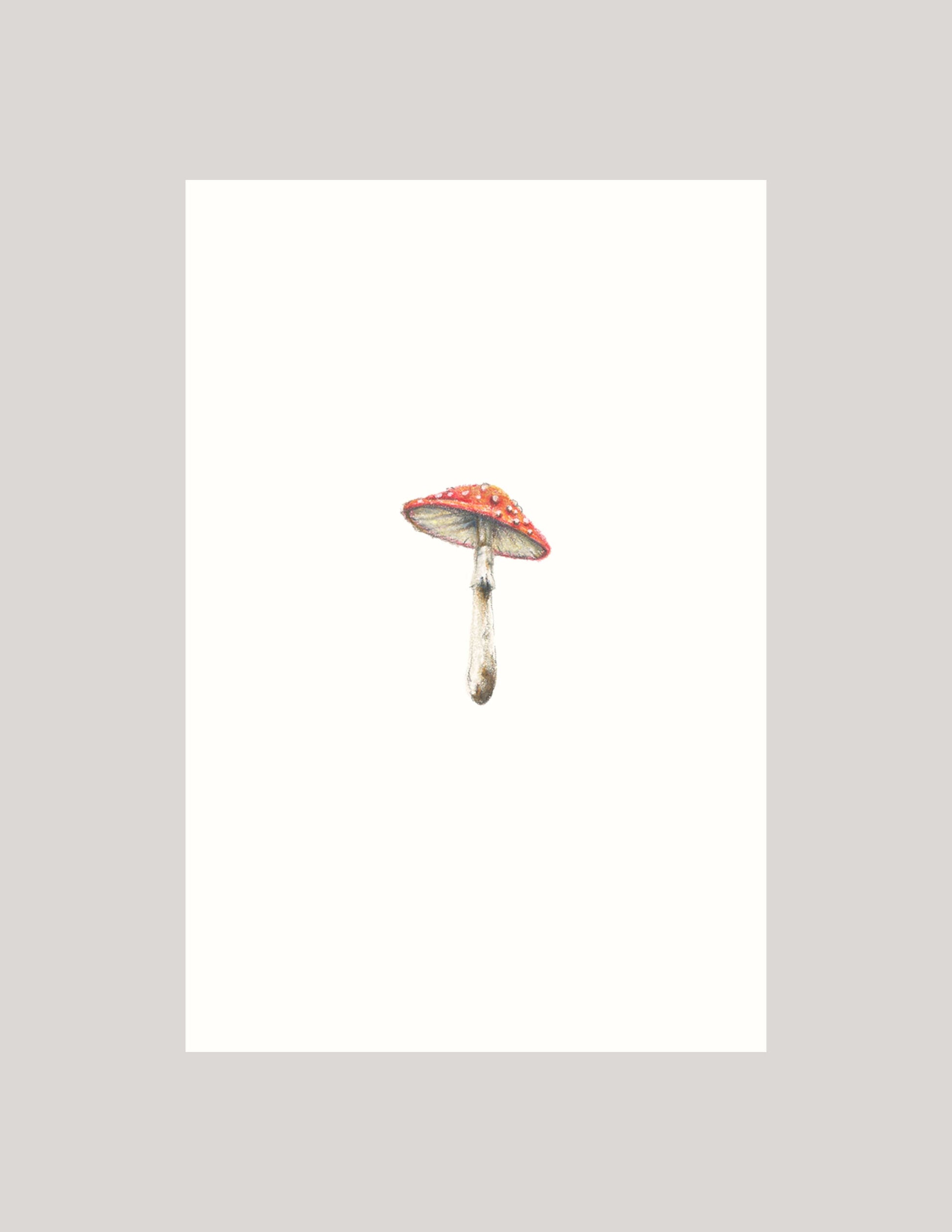 Mini amanita muscaria mushroom - Illustration Print Fine Art Prints Native Fauna Art 