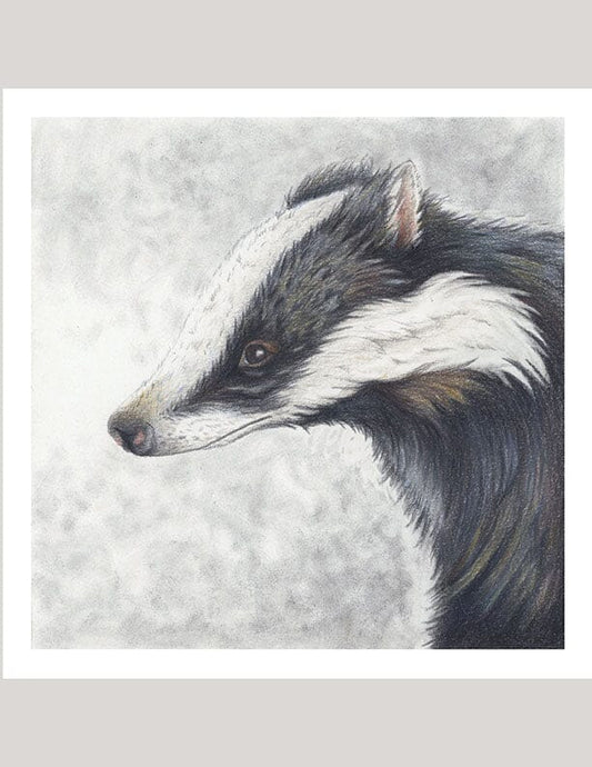 Badger Portrait - Illustration Print Fine Art Prints Native Fauna Art 