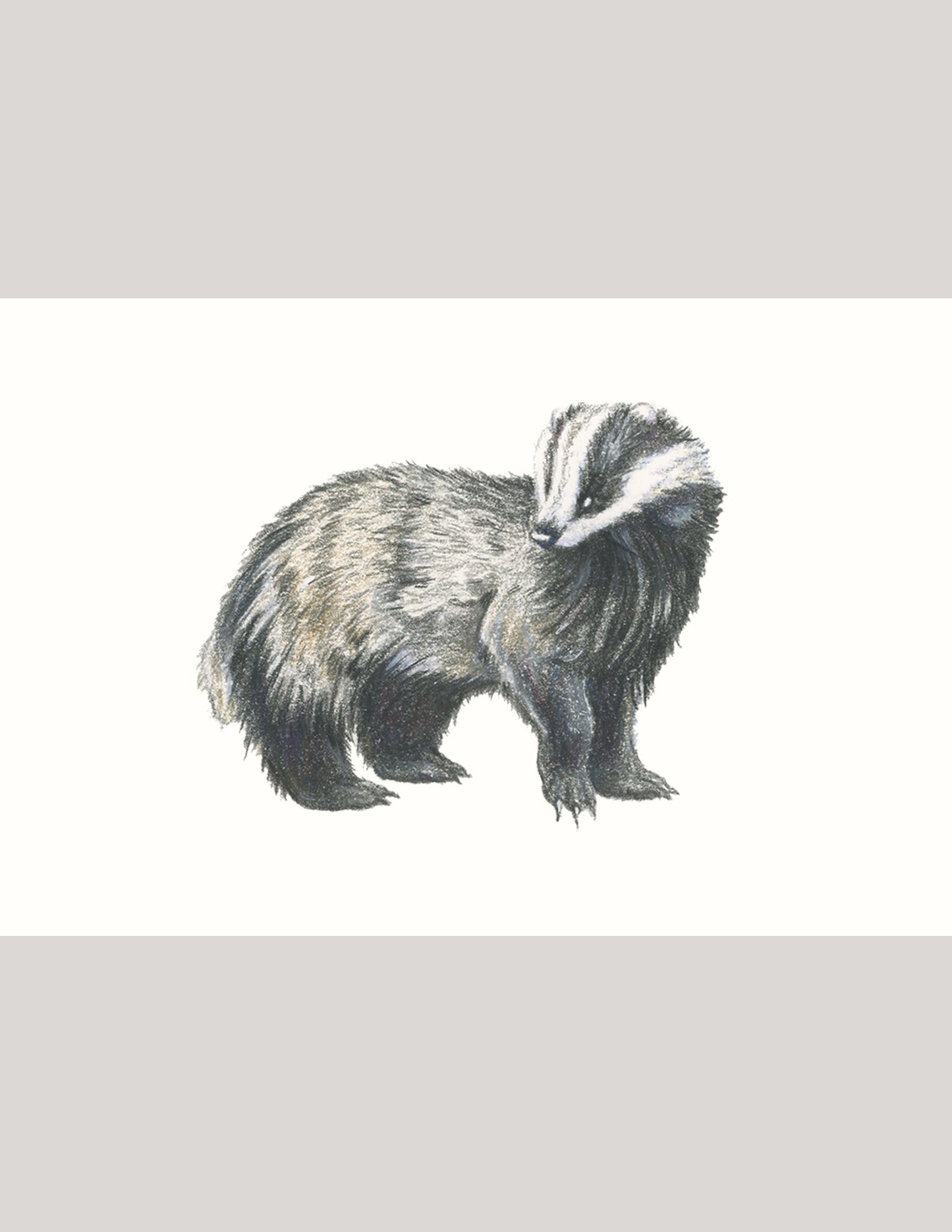 Badger - Illustration Print