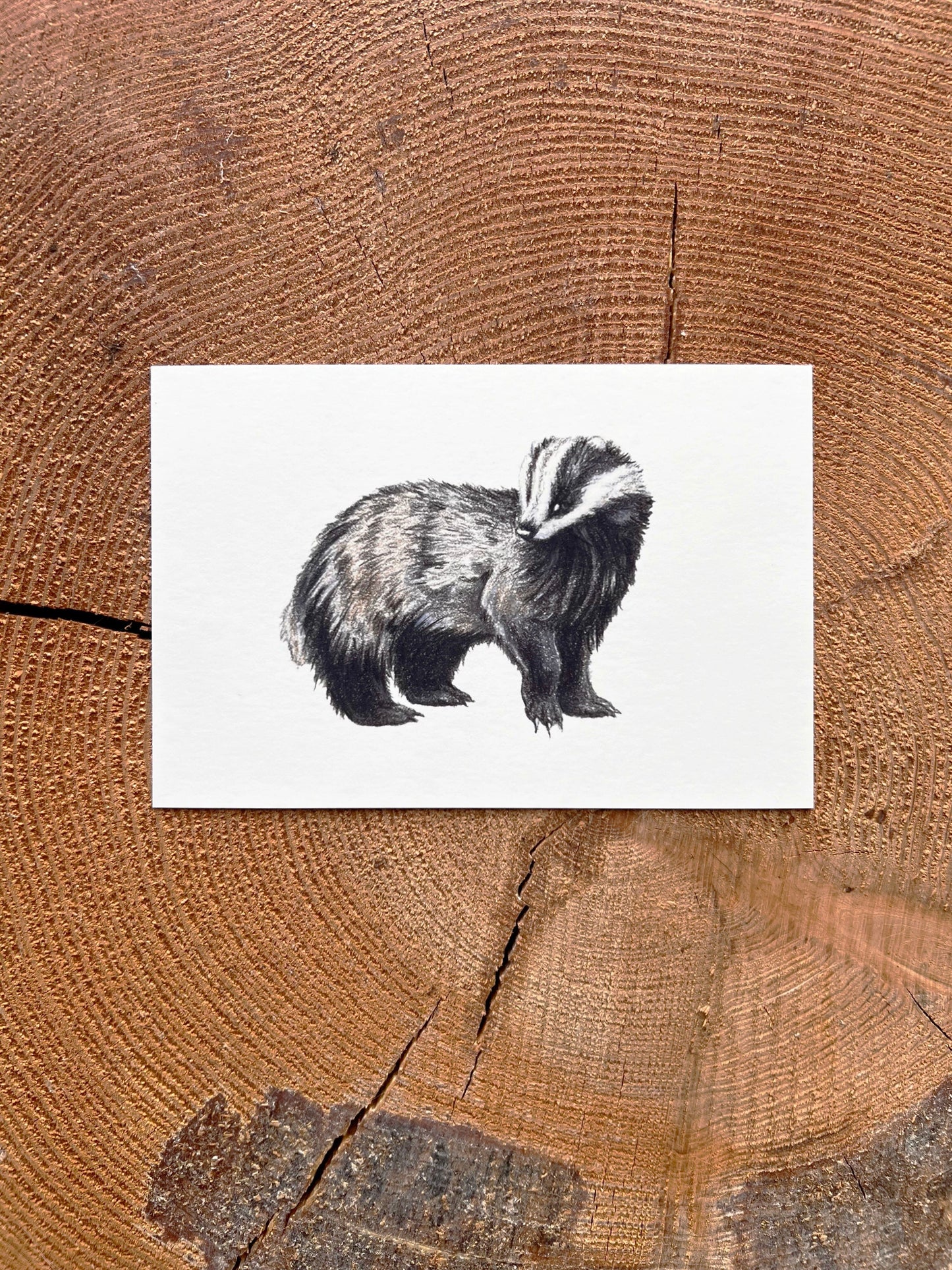 Badger - Illustration Print