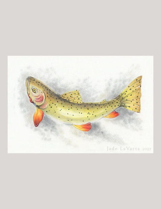 Cutthroat Trout - Illustration Print Fine Art Prints Native Fauna Art 