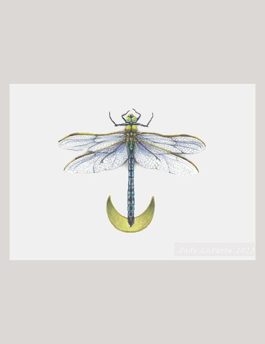 Dragonfly - Illustration Print Fine Art Prints Native Fauna Art 