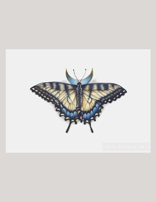 Eastern Tiger Swallowtail - Illustration Print (Copy) Fine Art Prints Native Fauna Art 