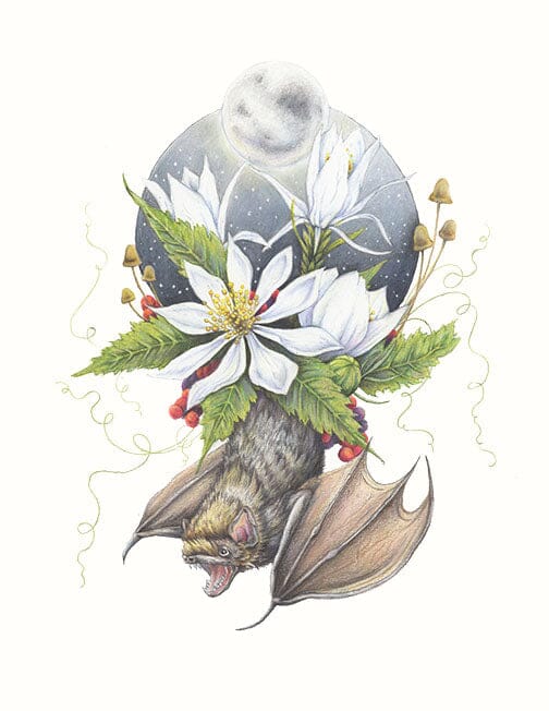 Evening Star Flower and Little Brown Bat - Illustration Print Fine Art Prints Native Fauna Art 