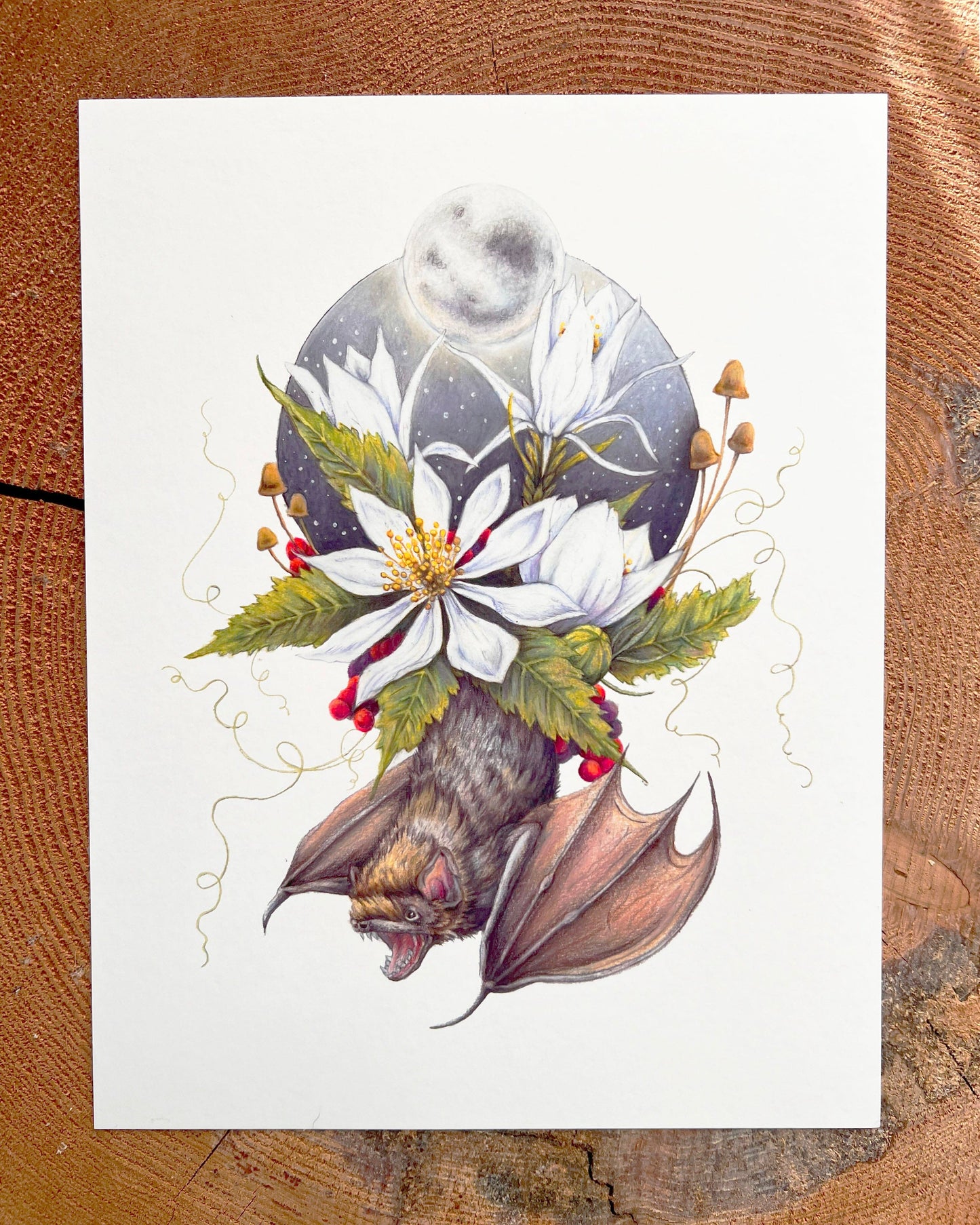 Evening Star Flower and Little Brown Bat - Illustration Print Fine Art Prints Native Fauna Art 