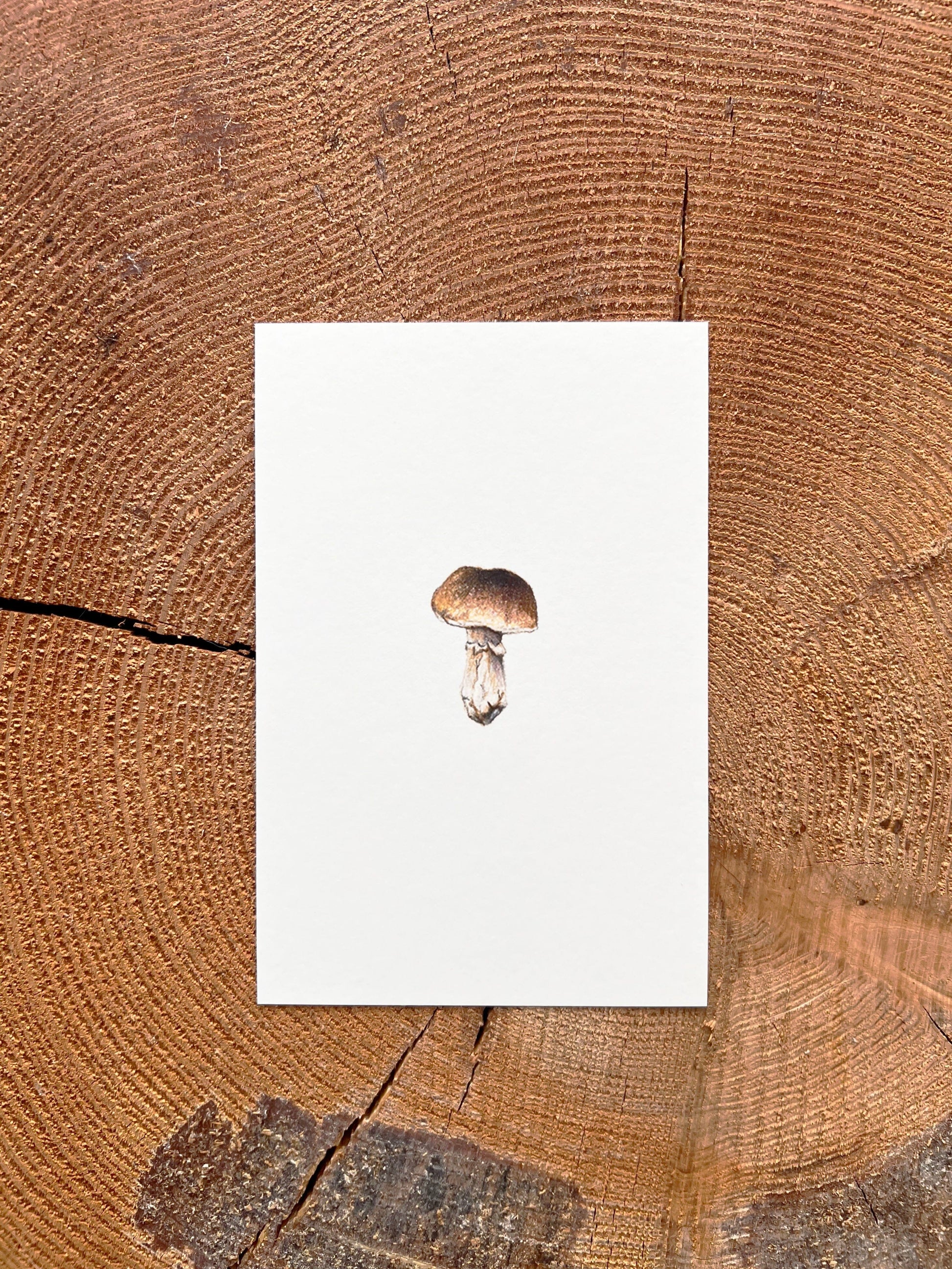 Mini Porcini Mushroom - Illustration Print Fine Art Prints Native Fauna Art 