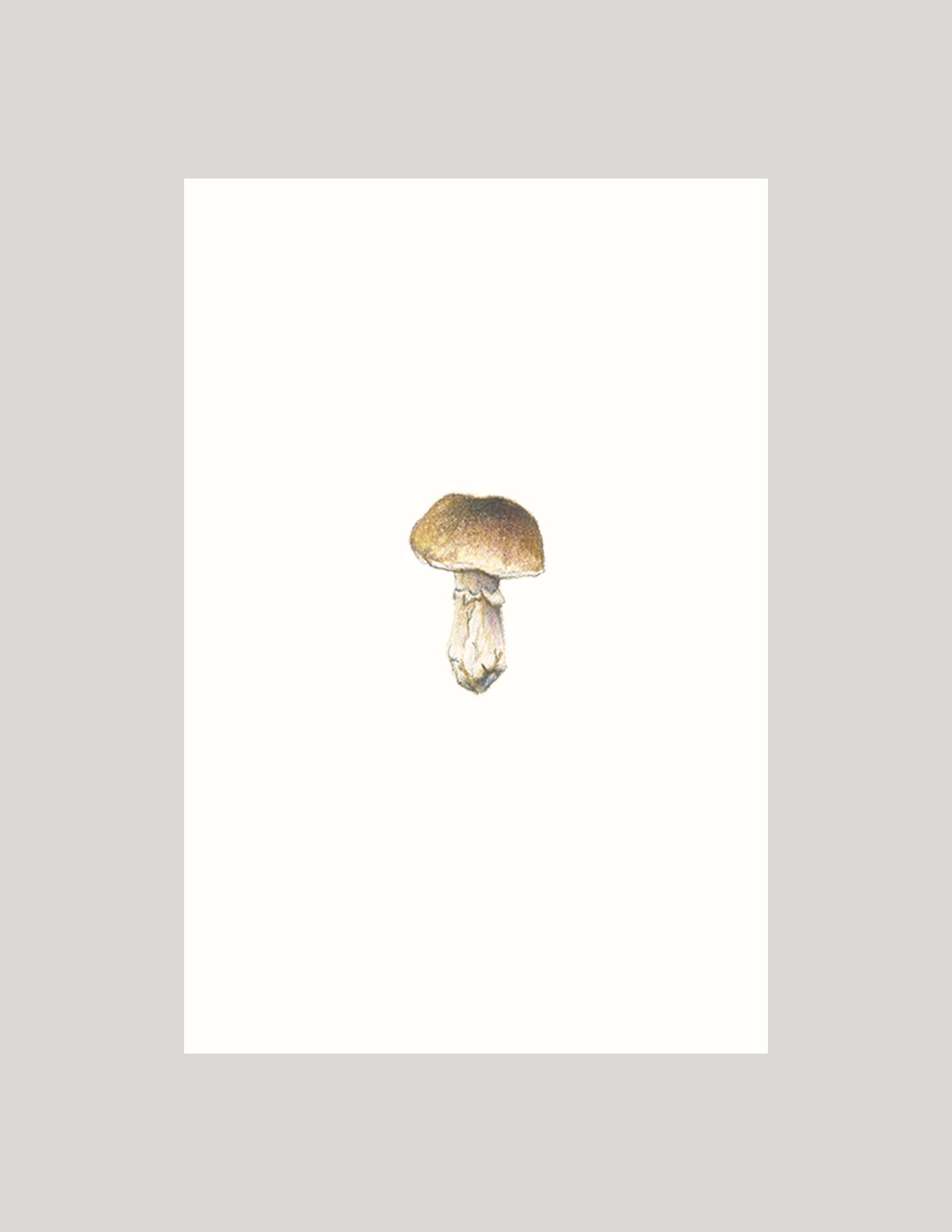 Mini Porcini Mushroom - Illustration Print Fine Art Prints Native Fauna Art 