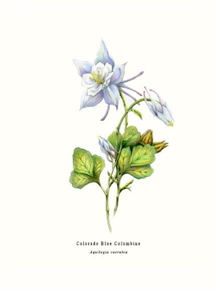 Wildflower Series: Colorado Blue Columbine