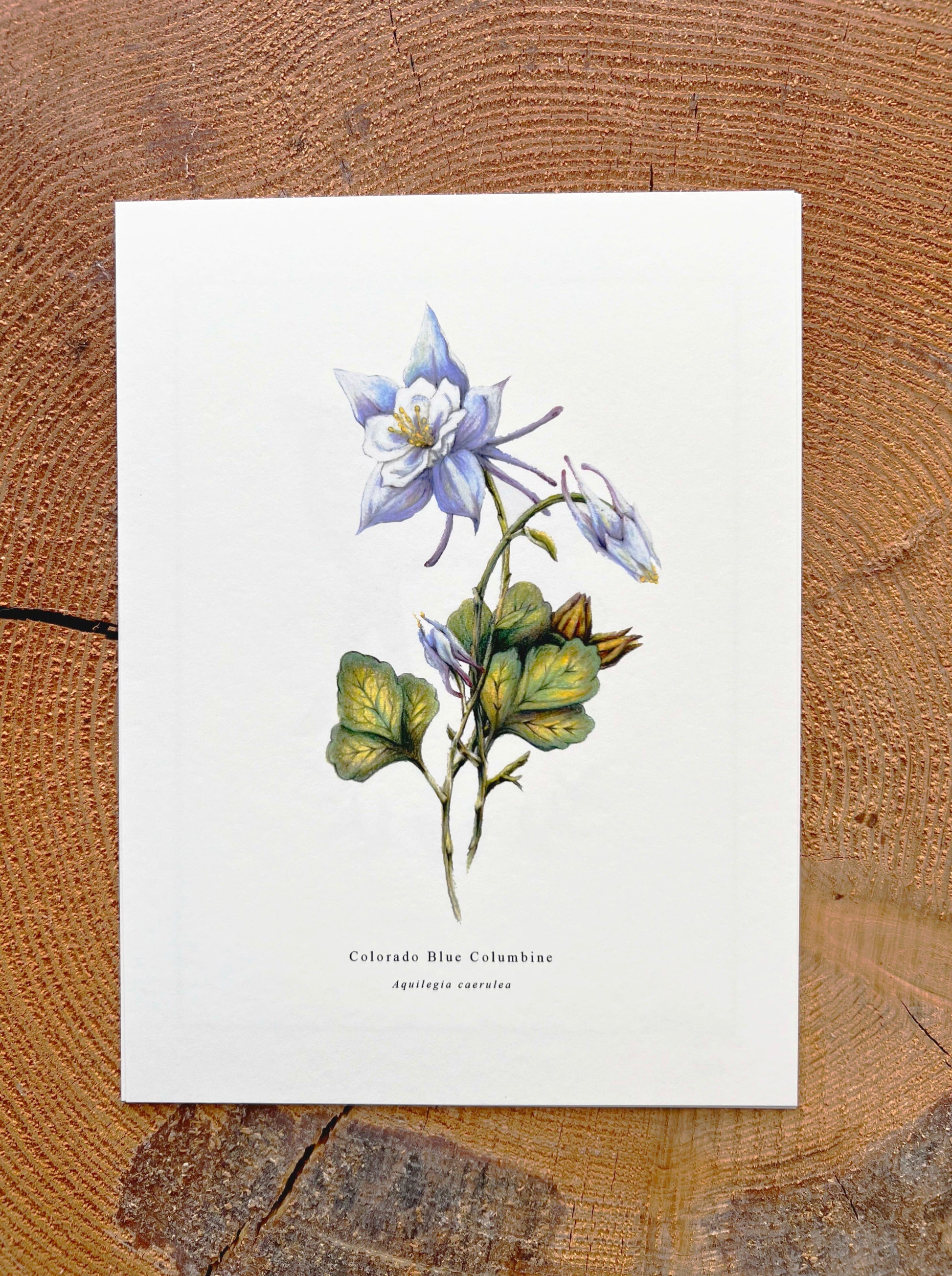 Wildflower Series: Colorado Blue Columbine Fine Art Prints Native Fauna Art 