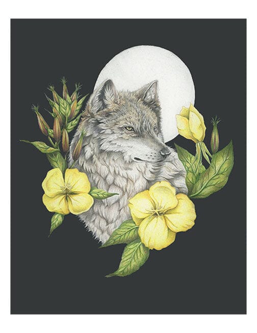 Wolf and Primroses - Illustration Print Fine Art Prints Native Fauna Art 