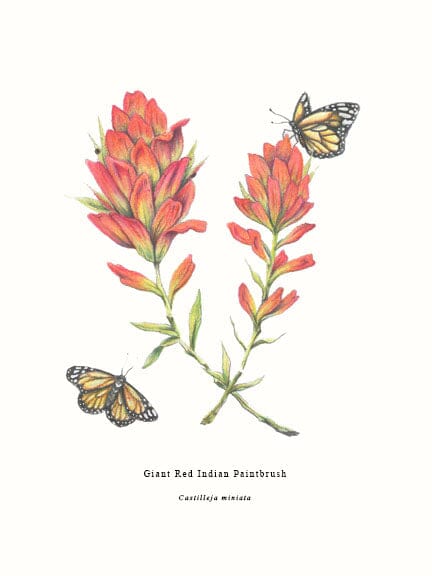 Wildflower Series: Giant Red Indian Paintbrush