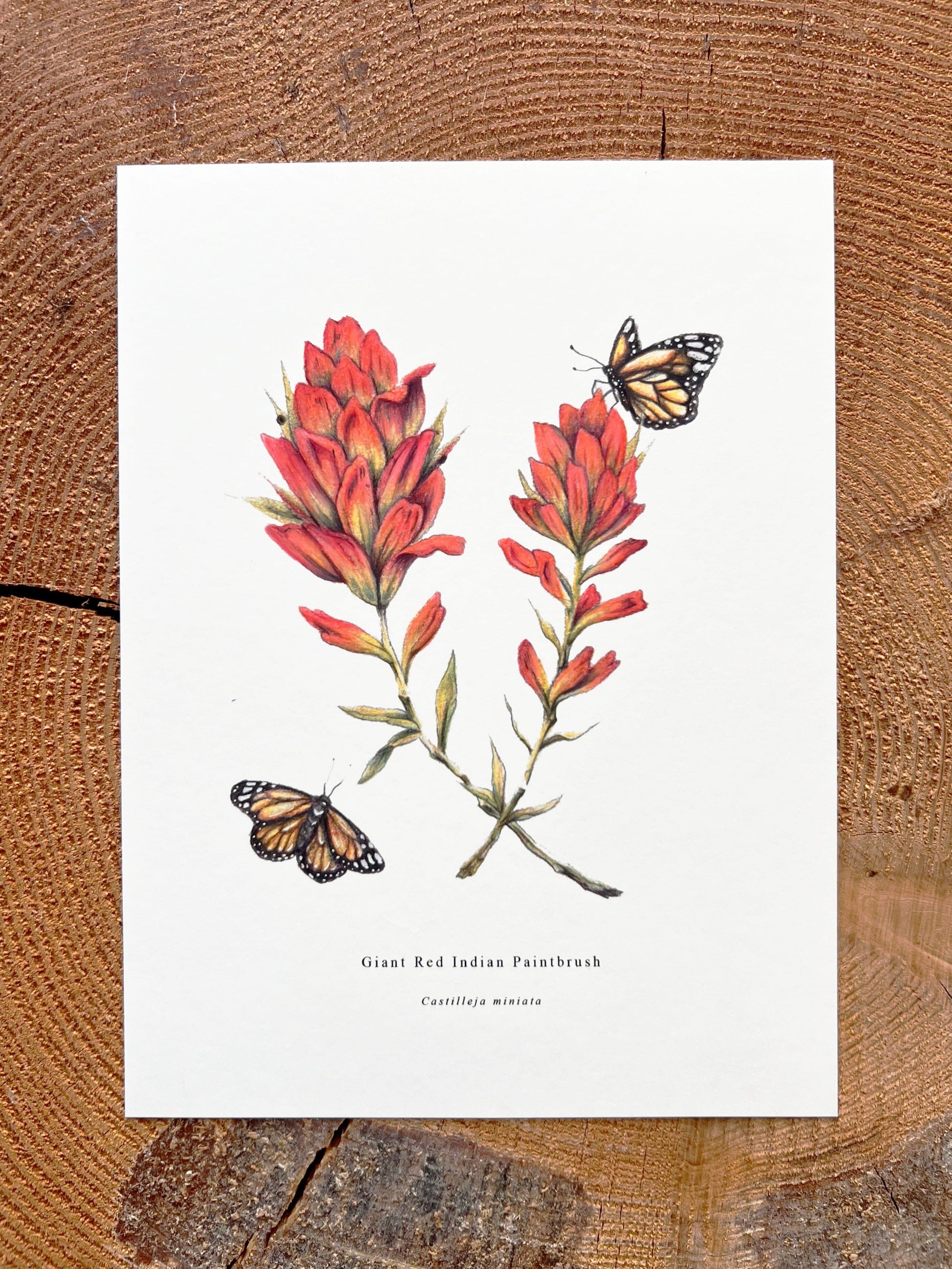 Wildflower Series: Giant Red Indian Paintbrush Fine Art Prints Native Fauna Art 