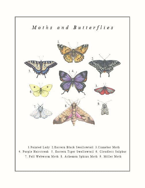 Moths and Butterflies - Illustration Print Fine Art Prints Native Fauna Art 