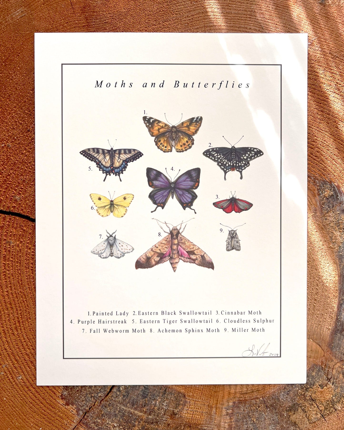 Moths and Butterflies - Illustration Print Fine Art Prints Native Fauna Art 