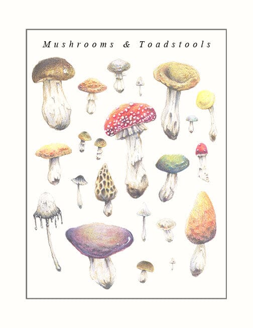 Mushrooms and Toadstools - Illustration Print Fine Art Prints Native Fauna Art 