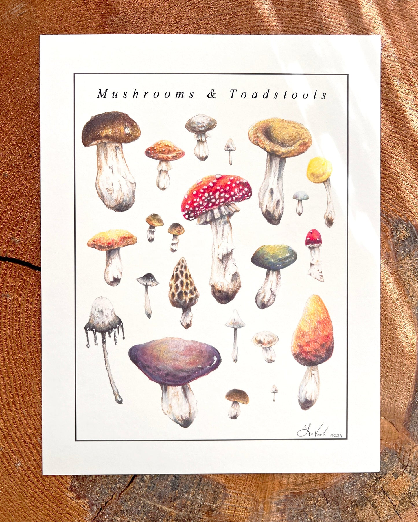 Mushrooms and Toadstools - Illustration Print