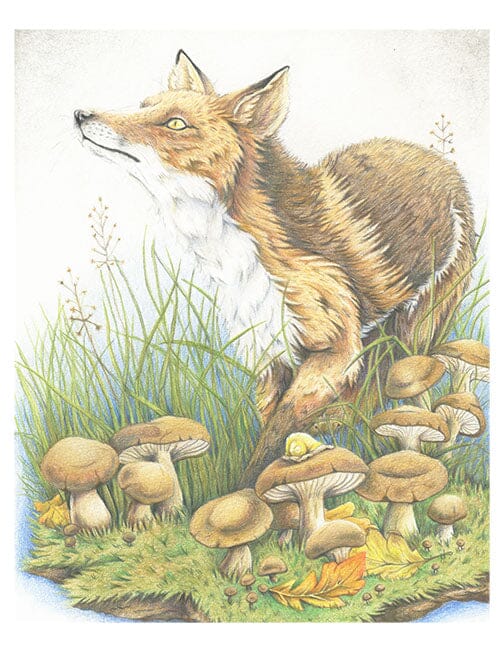 The Curious Fox - Illustration Print Fine Art Prints Native Fauna Art 