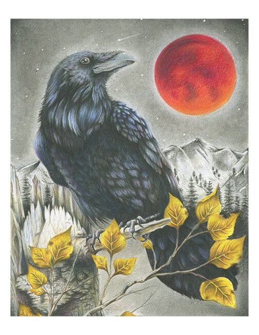 The Messenger - Illustration Print Fine Art Prints Native Fauna Art 