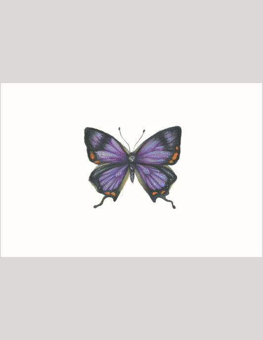 Colorado Purple Hairstreak Butterfly - Illustration Print Fine Art Prints Native Fauna Art 