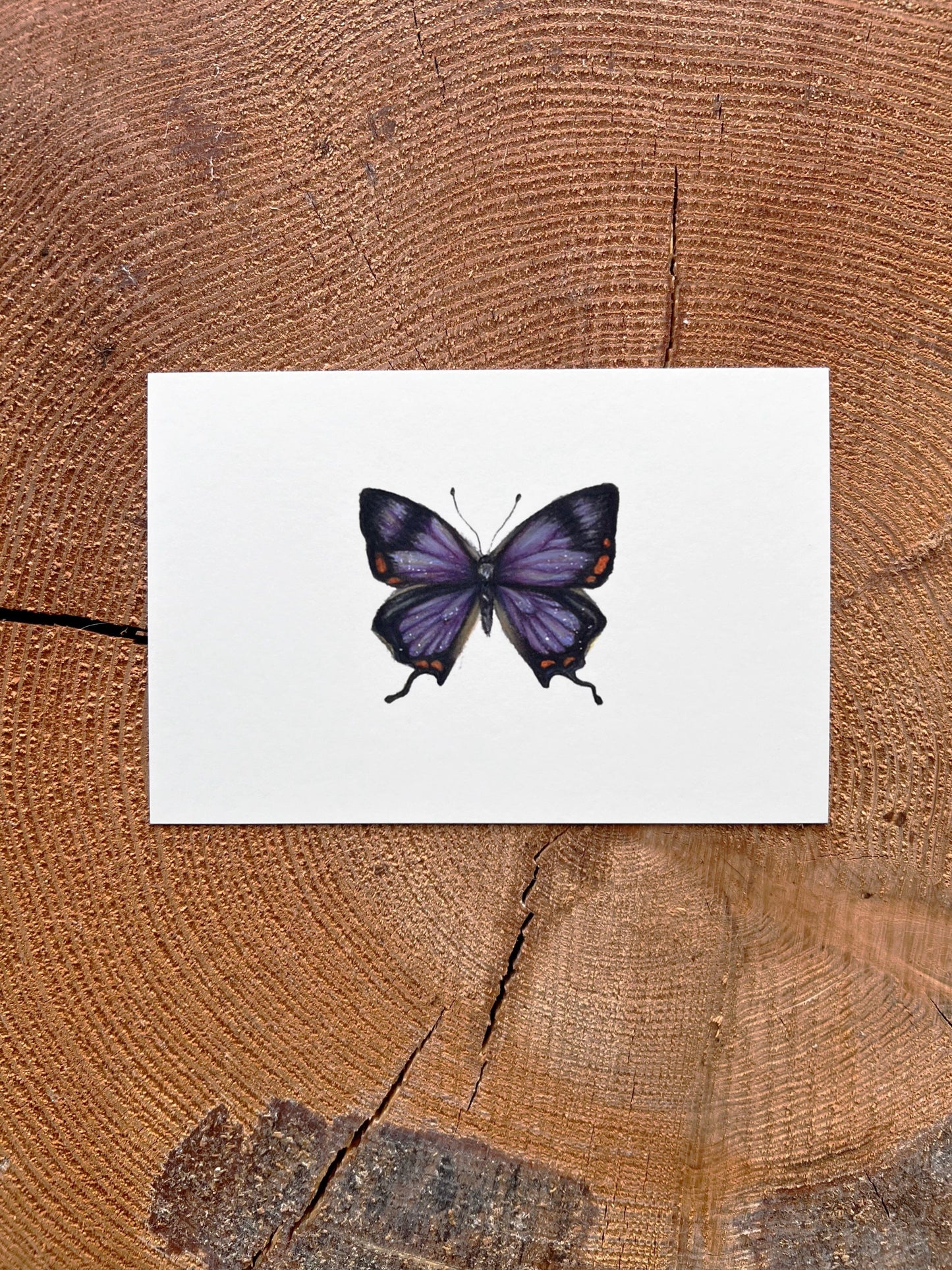 Colorado Purple Hairstreak Butterfly - Illustration Print