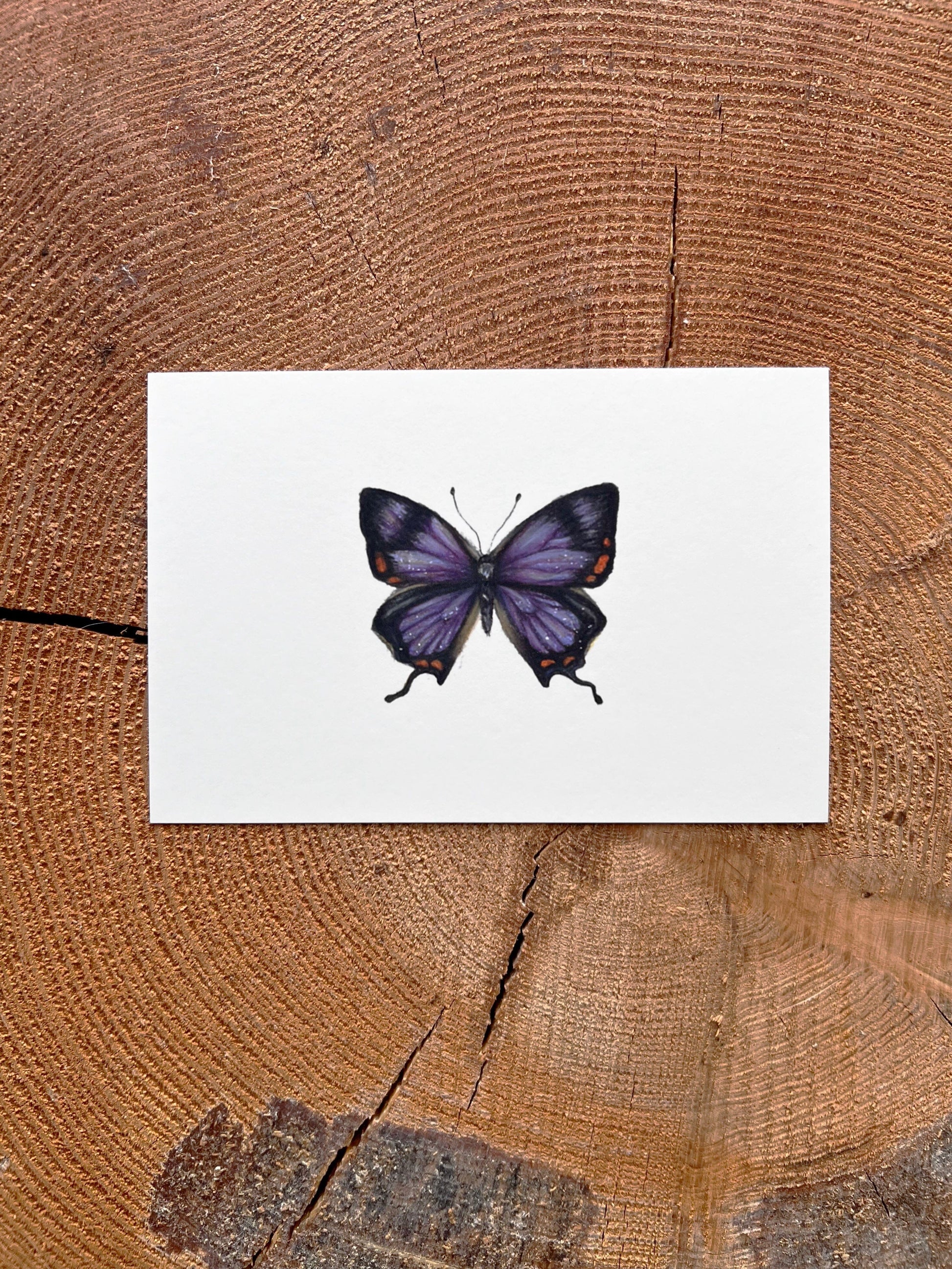 Colorado Purple Hairstreak Butterfly - Illustration Print Fine Art Prints Native Fauna Art 