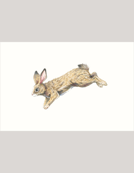 Rabbit - Illustration Print Fine Art Prints Native Fauna Art 