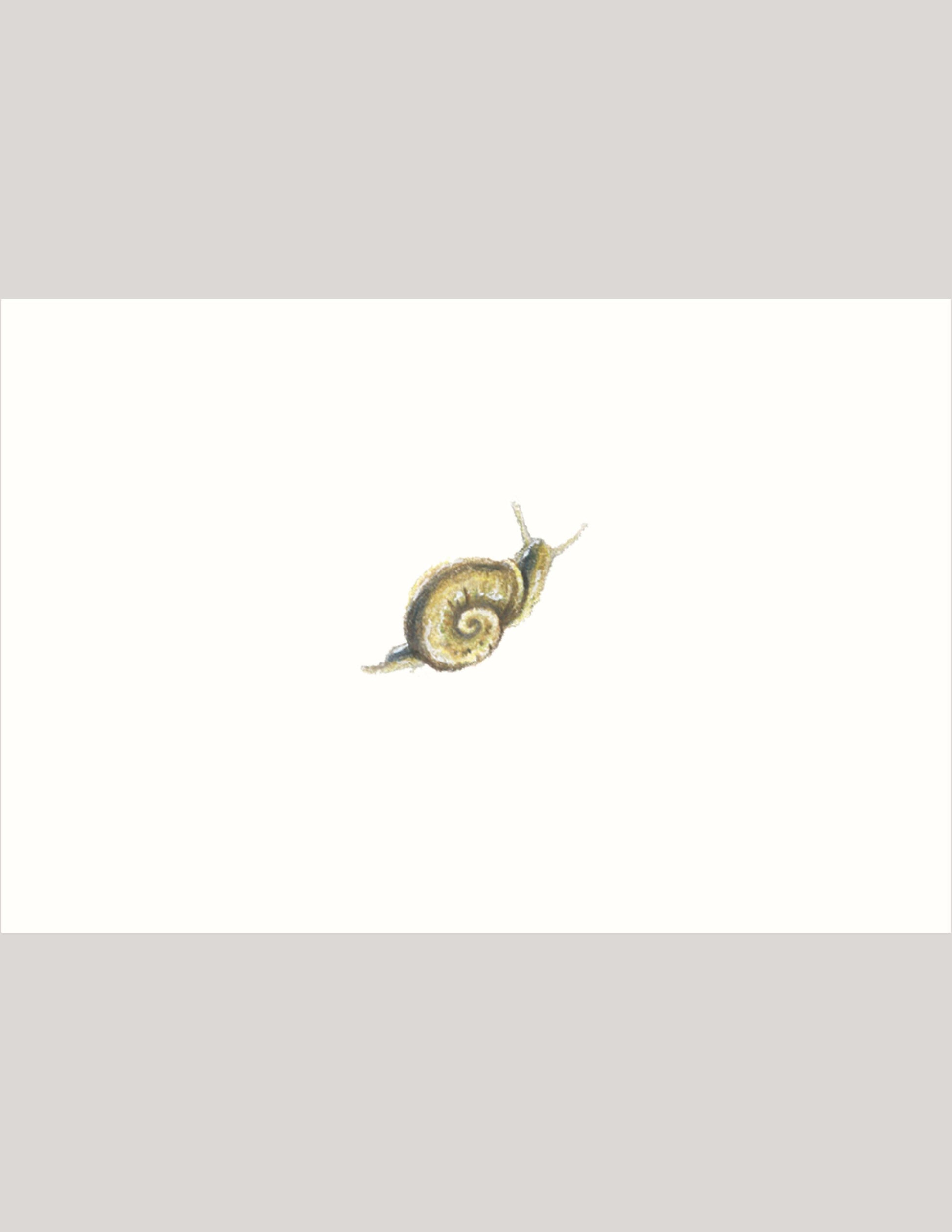 Mini Snail - Illustration Print Fine Art Prints Native Fauna Art 