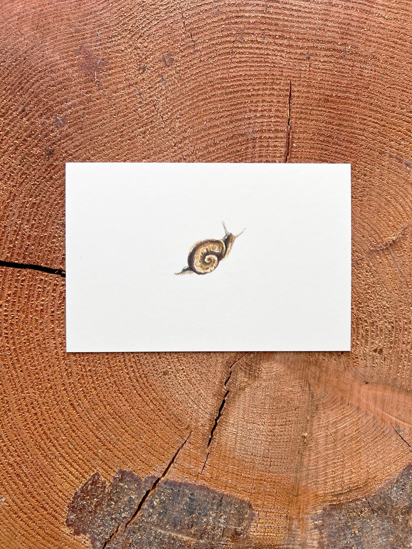 Mini Snail - Illustration Print Fine Art Prints Native Fauna Art 