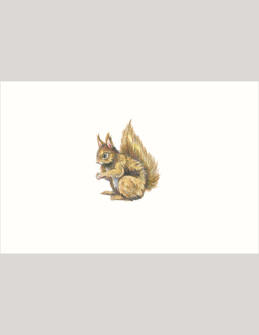Squirrel - Illustration Print Fine Art Prints Native Fauna Art 