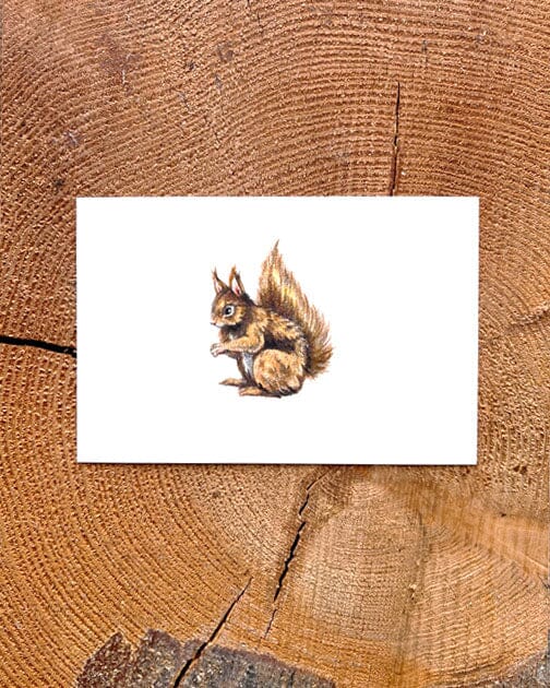 Squirrel - Illustration Print Fine Art Prints Native Fauna Art 