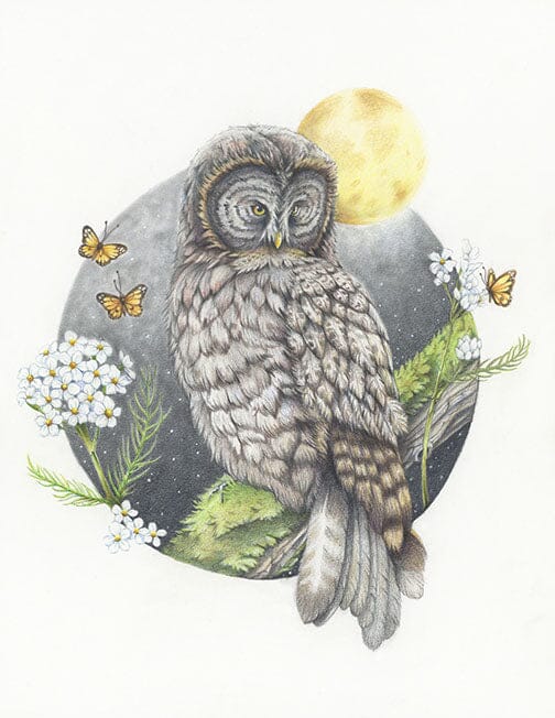 Western Screech Owl - Illustration Print Fine Art Prints Native Fauna Art 