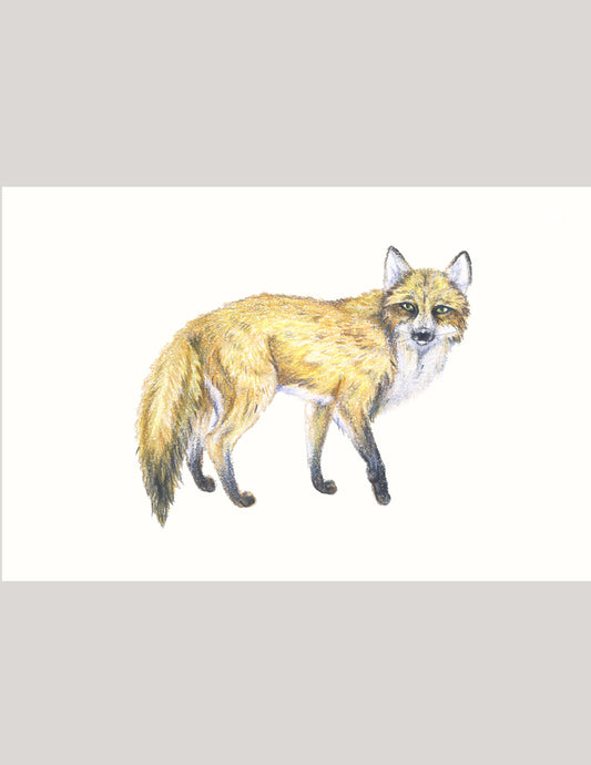Fox - Illustration Print Fine Art Prints Native Fauna Art 