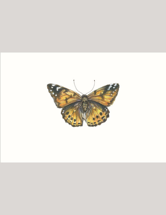 Painted Lady Butterfly - Illustration Print Fine Art Prints Native Fauna Art 