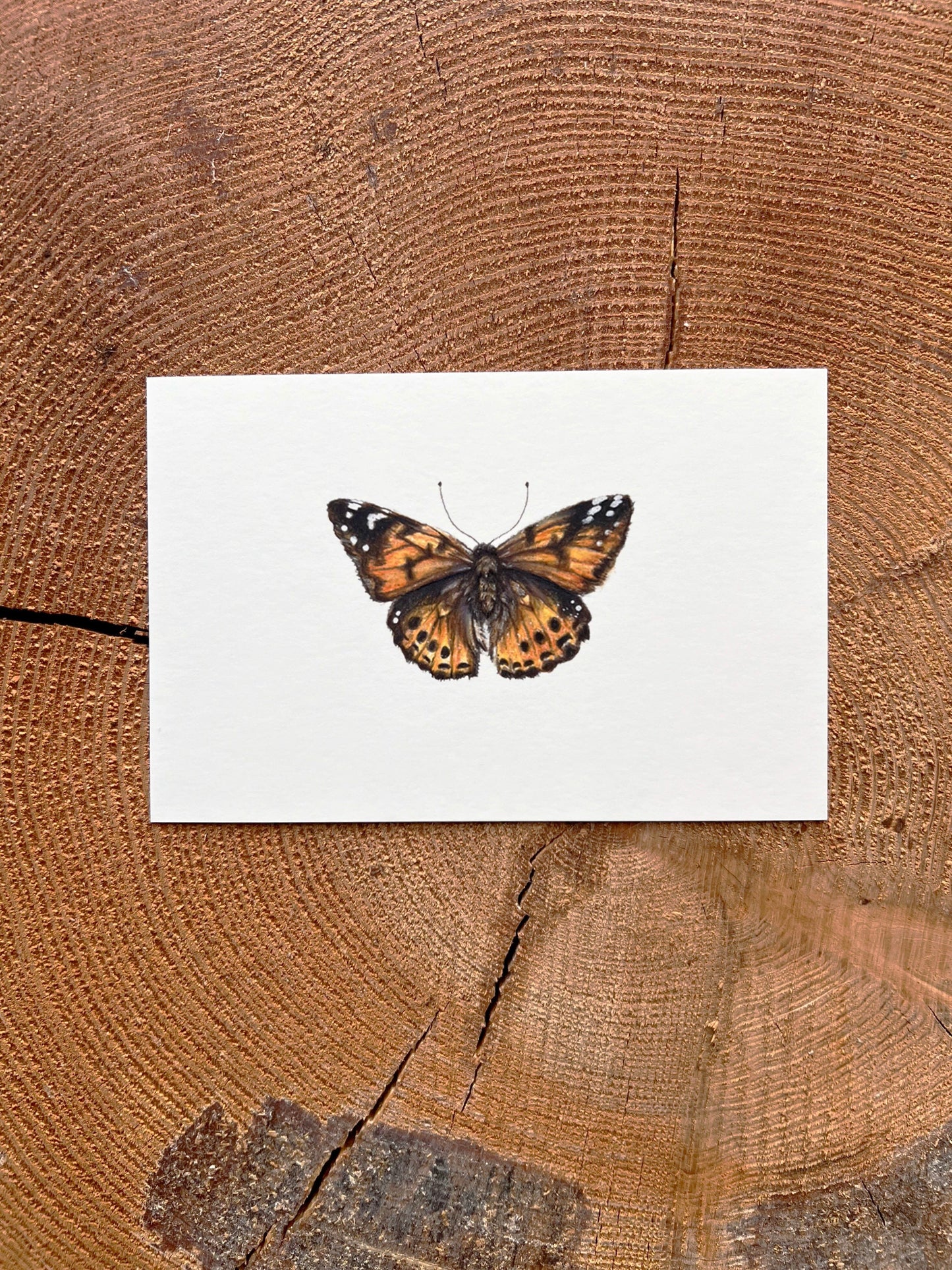 Painted Lady Butterfly - Illustration Print Fine Art Prints Native Fauna Art 